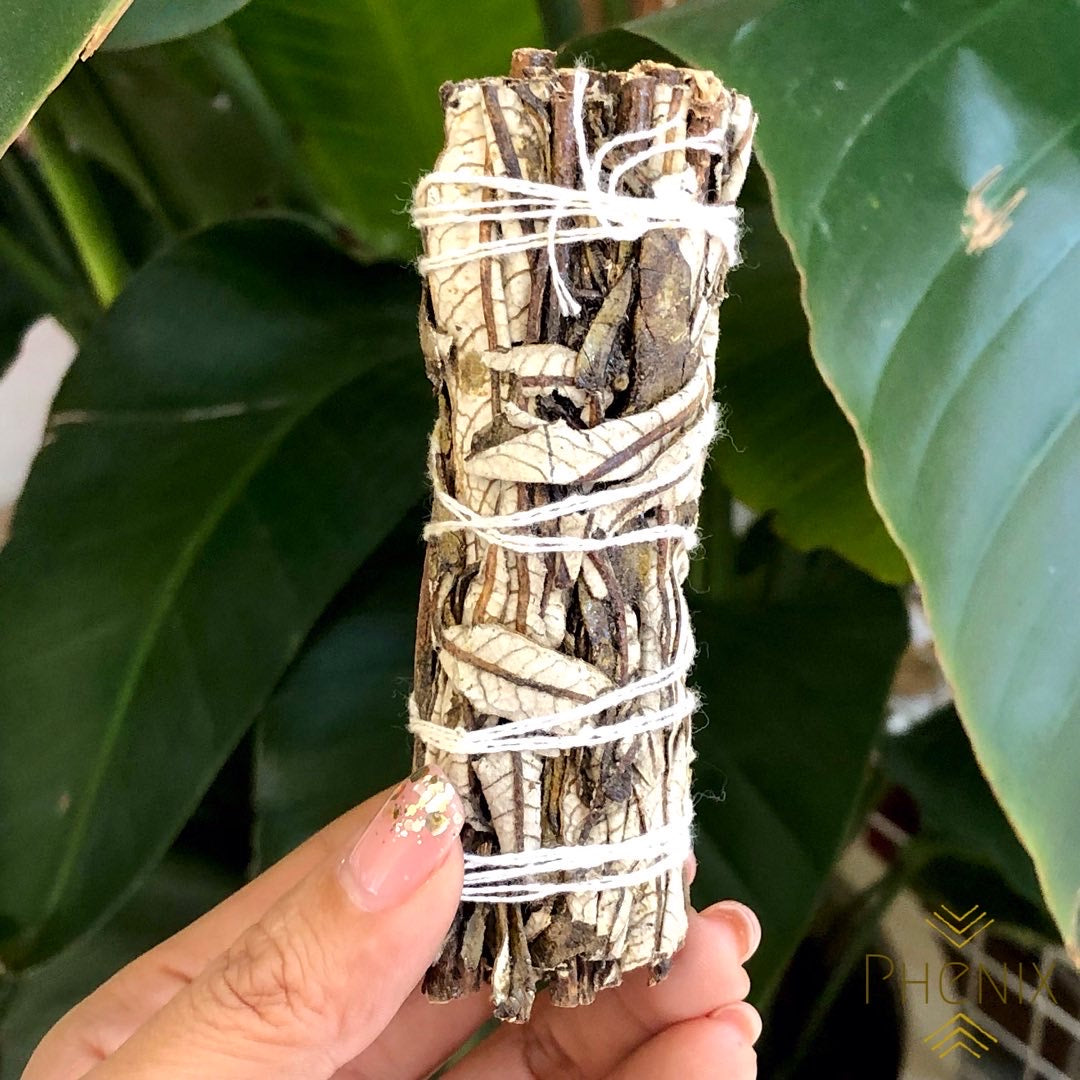 Yerba Santa 北美聖草