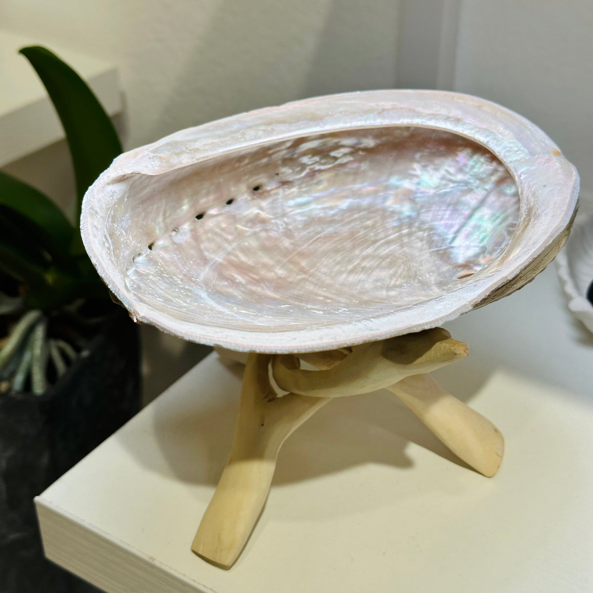 White Abalone Shell Smudge Holder 白鮑魚壳煙薰儀式專用架 | 儀式架 ritual-holder | 正面圖 front view