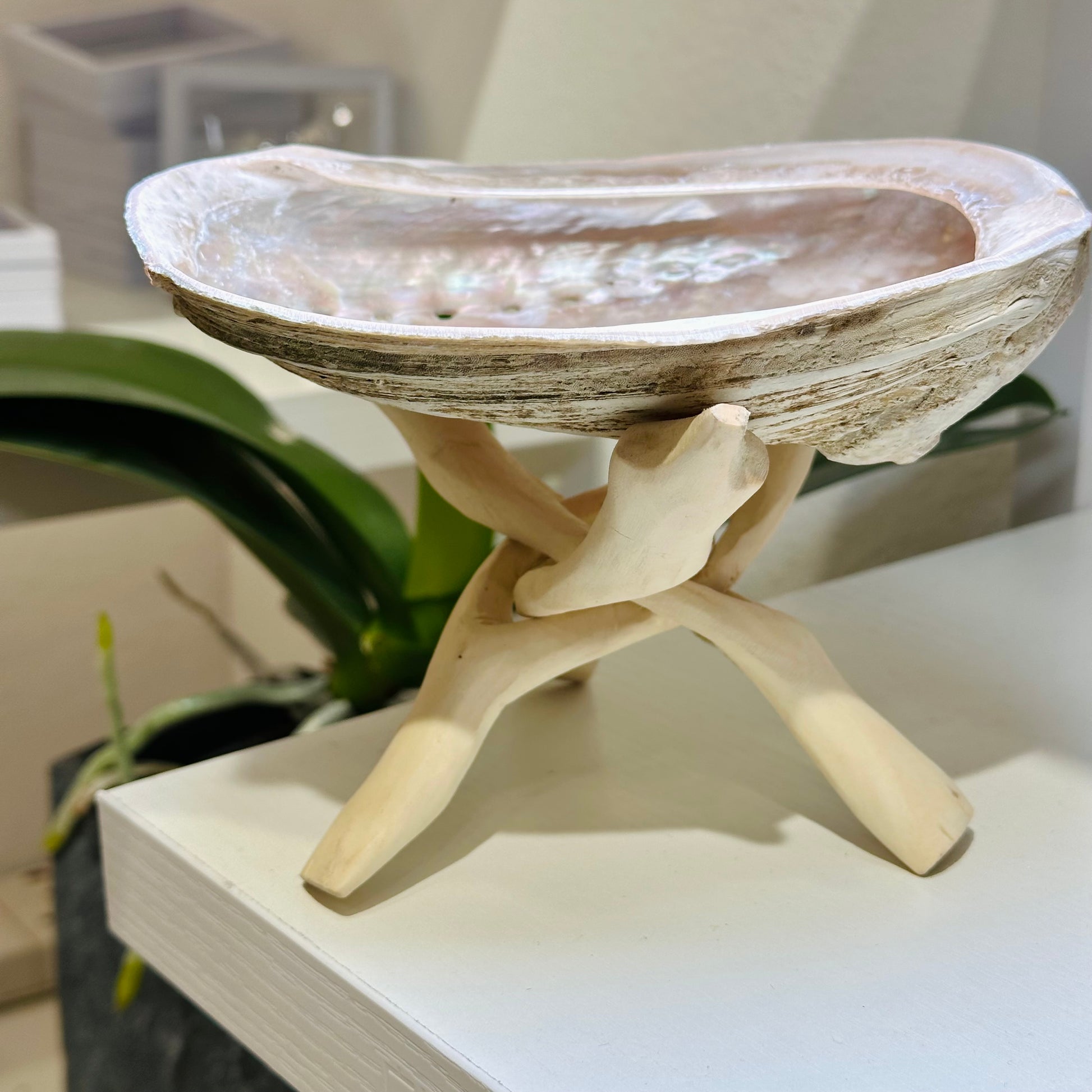 White Abalone Shell Smudge Holder 白鮑魚壳煙薰儀式專用架 | 儀式架 ritual-holder | 側面角度 side angle